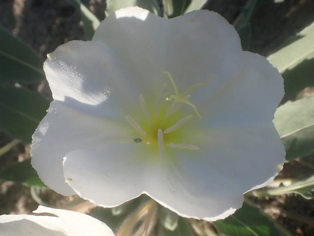 Oenothera Deltoides