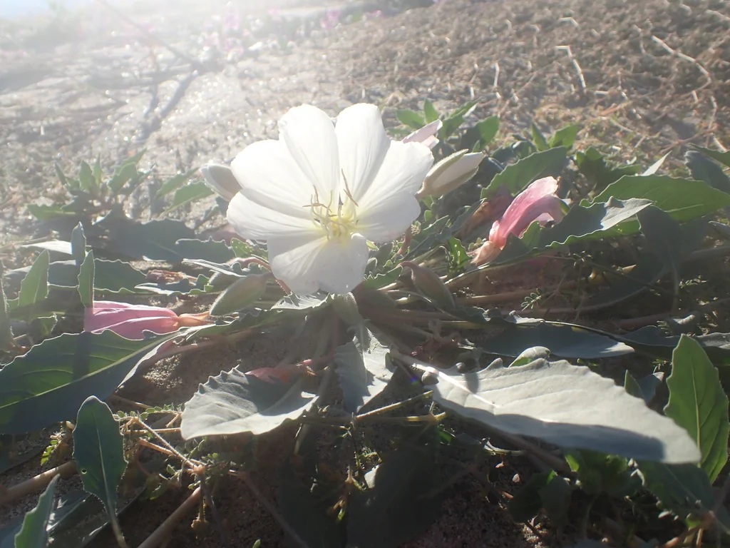 Oenothera Deltoides