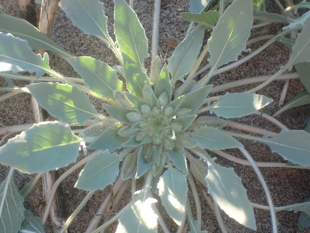 Oenothera Deltoides