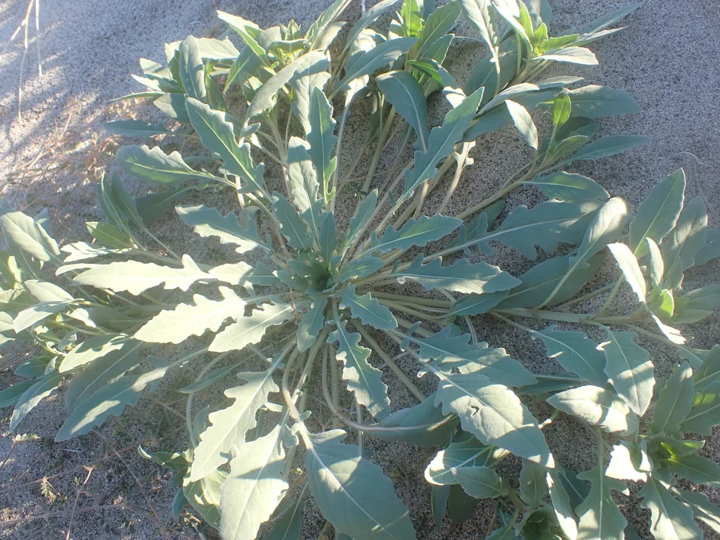 Oenothera Deltoides