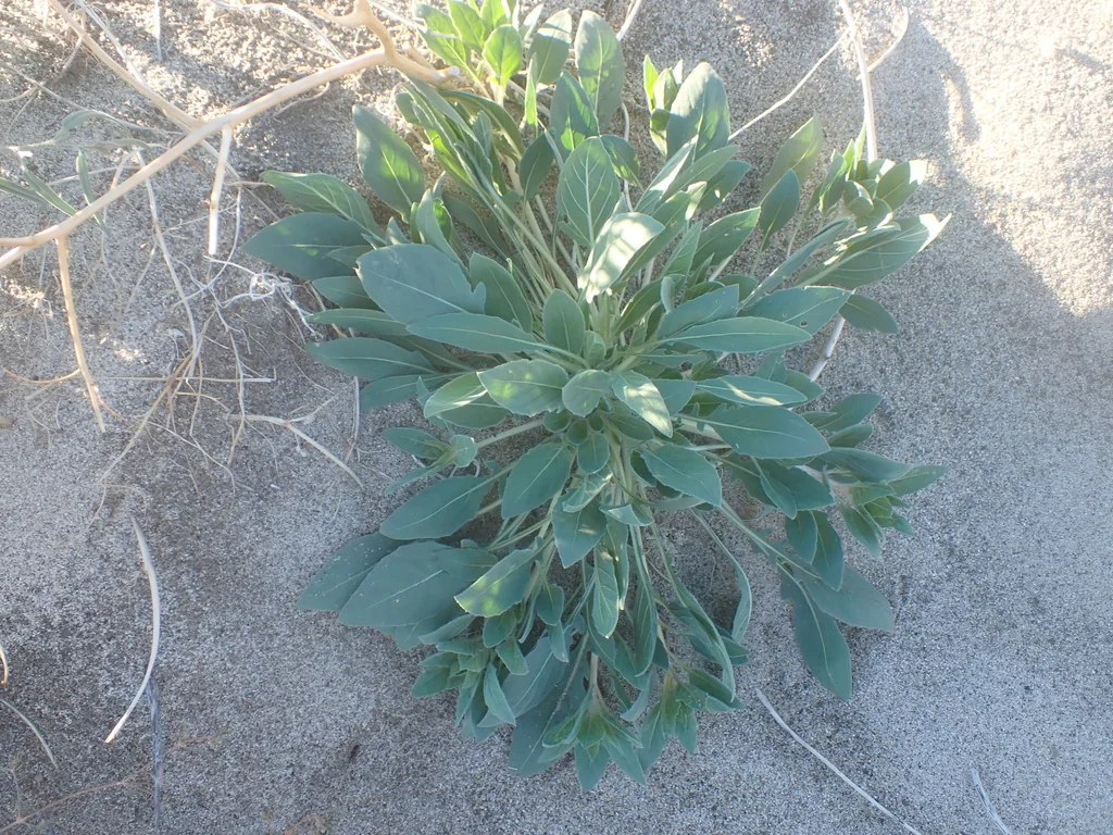 Oenothera Deltoides