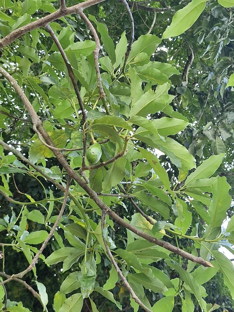 Persea Americana