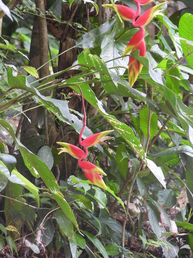 Heliconia Rostrata
