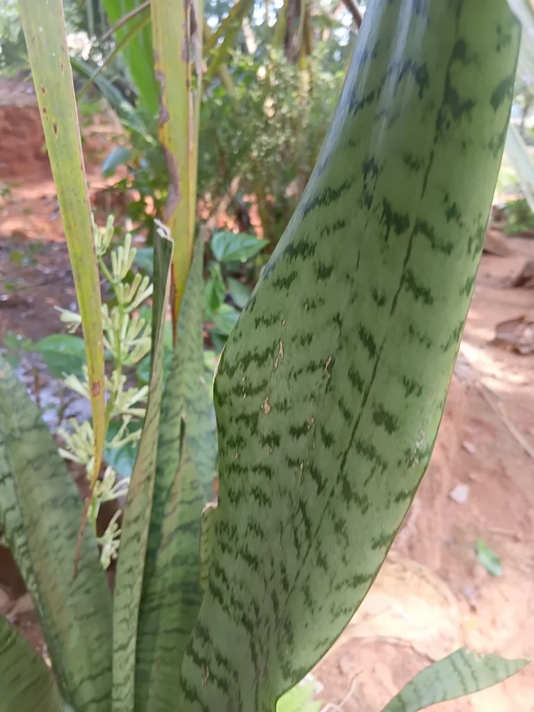 Sansevieria Trifasciata