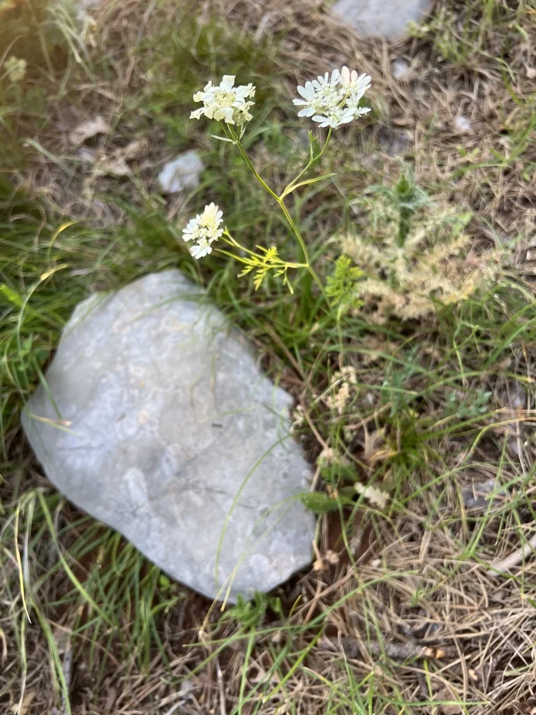 Orlaya Grandiflora