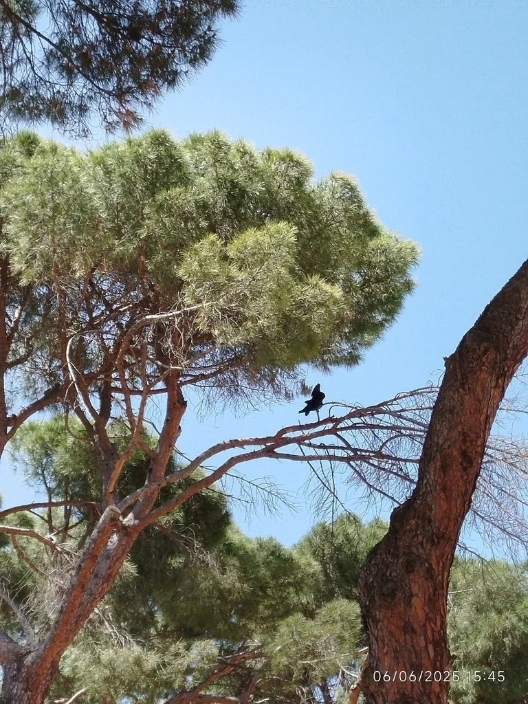 Pinus Pinea