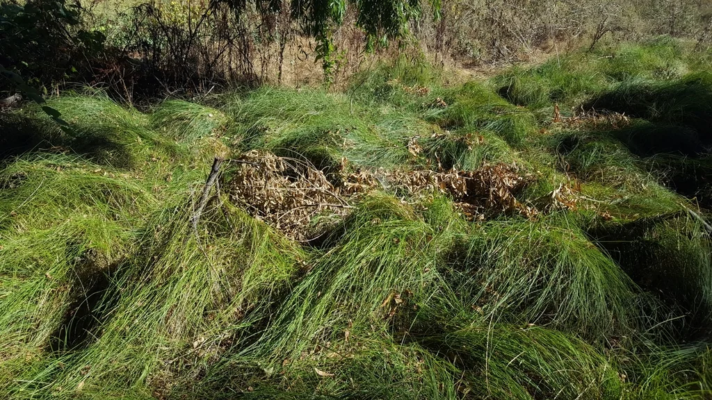 Carex Praegracilis