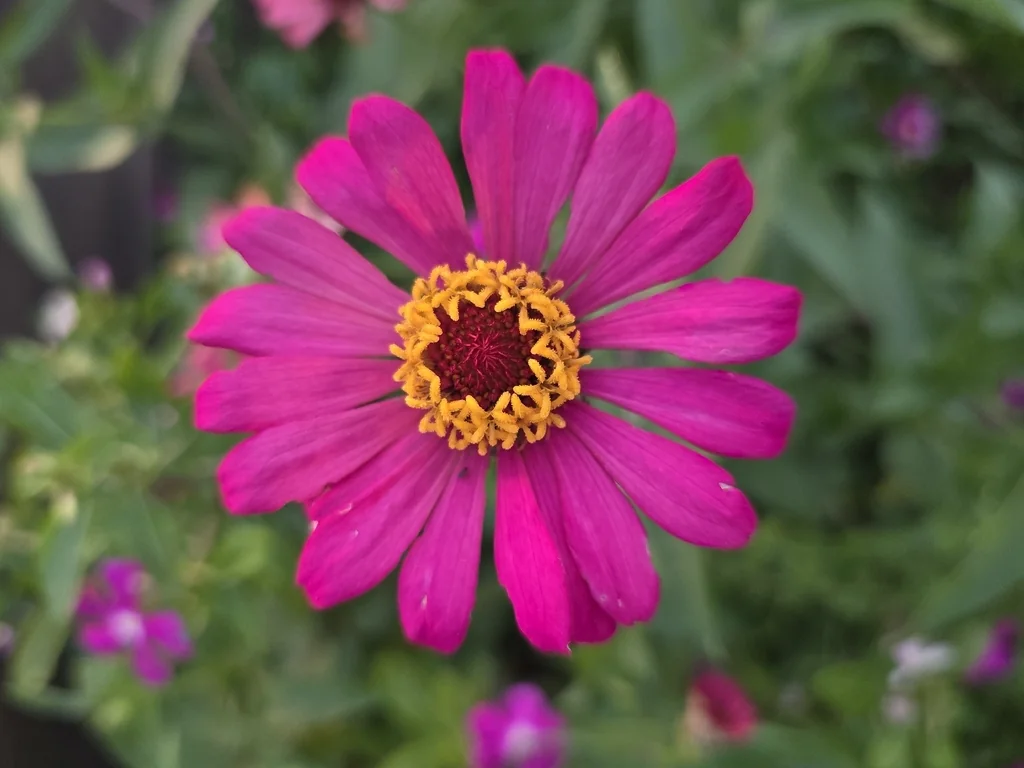 Zinnia Elegans