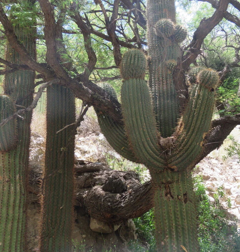 Echinopsis Terscheckii