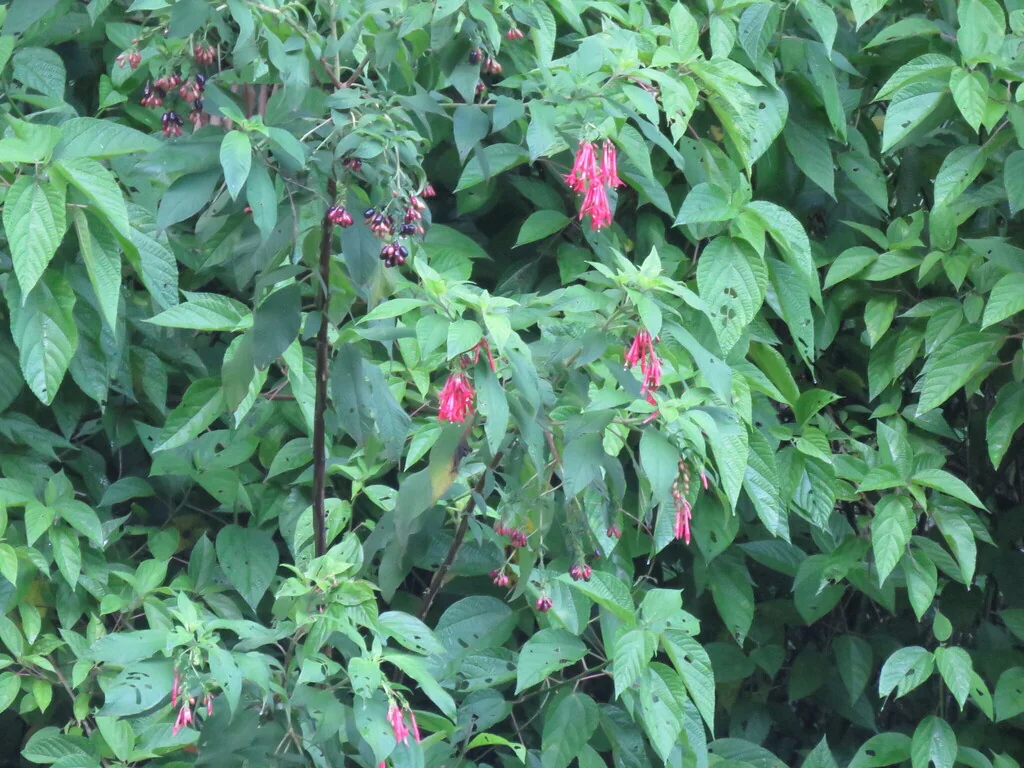 Fuchsia Boliviana