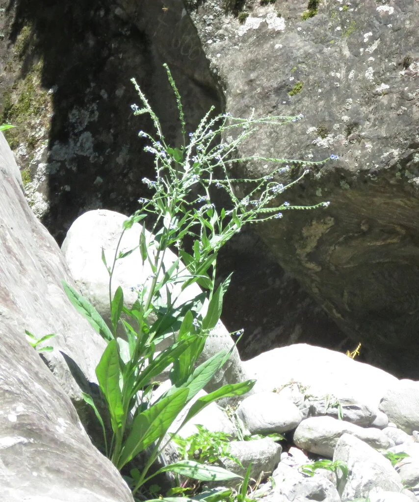 Cynoglossum Amabile