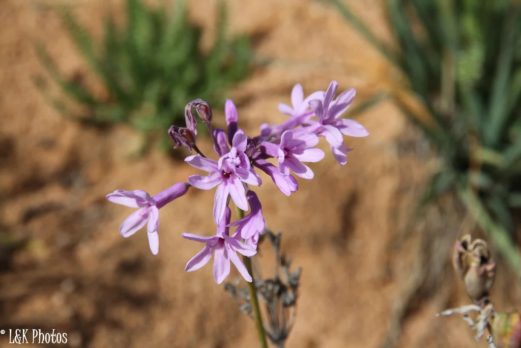 Tulbaghia Violacea