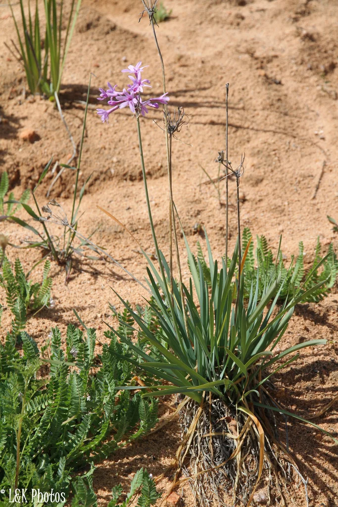Tulbaghia Violacea