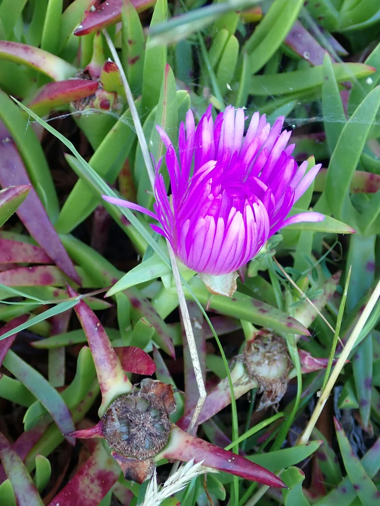 Carpobrotus Chilensis