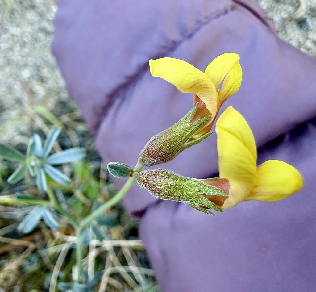 Lotus Rigidus