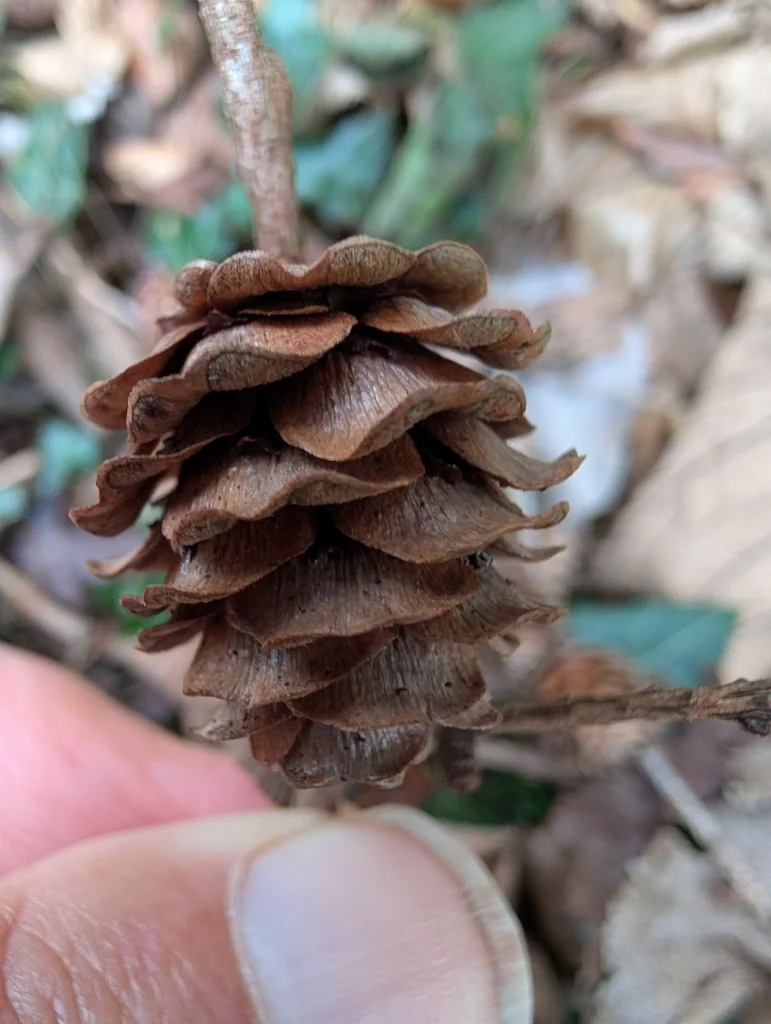 Larix Kaempferi