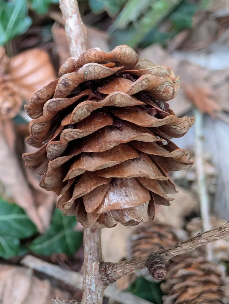 Larix Kaempferi