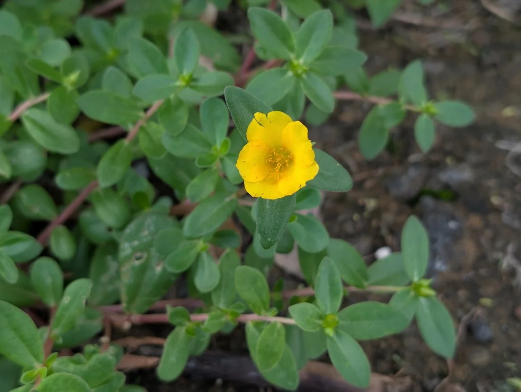 Portulaca umbraticola