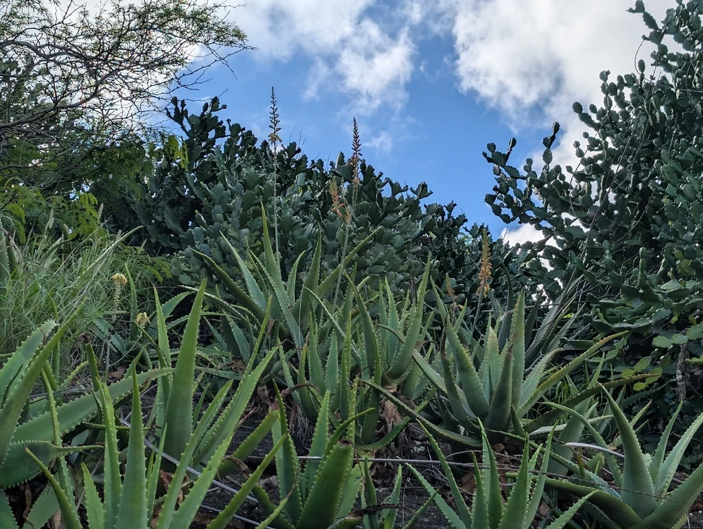 Aloe Vera