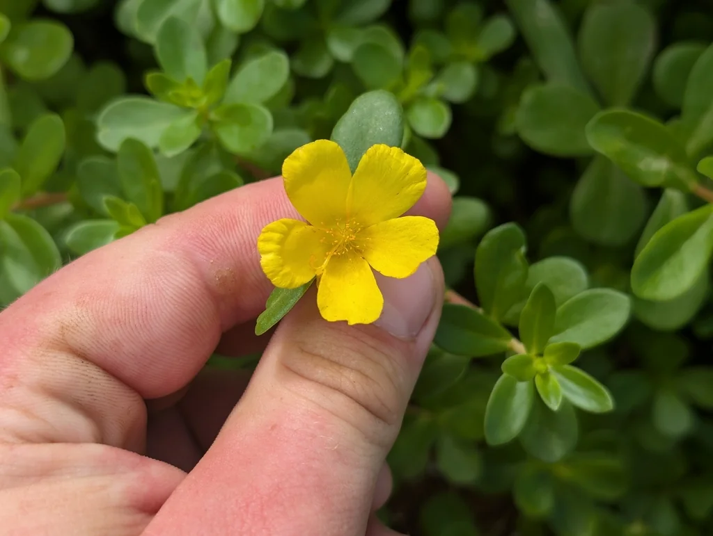 Portulaca umbraticola