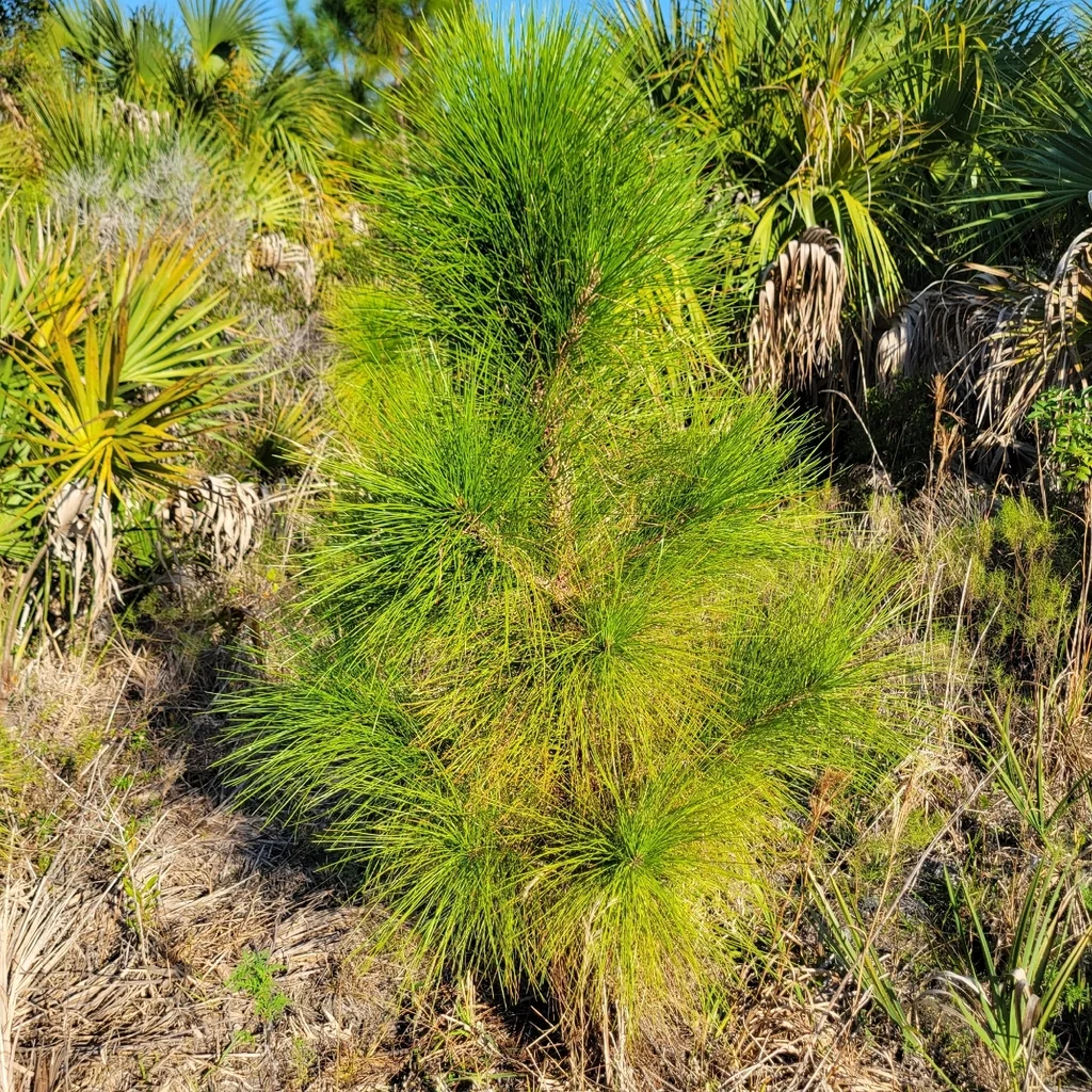 Pinus Elliotii