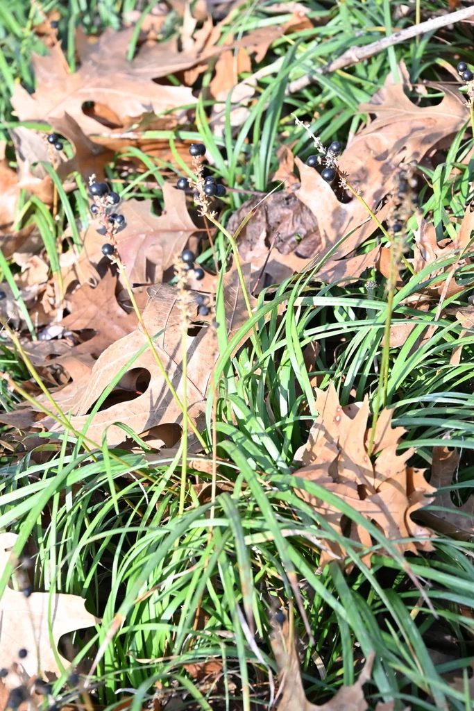 Liriope Muscari