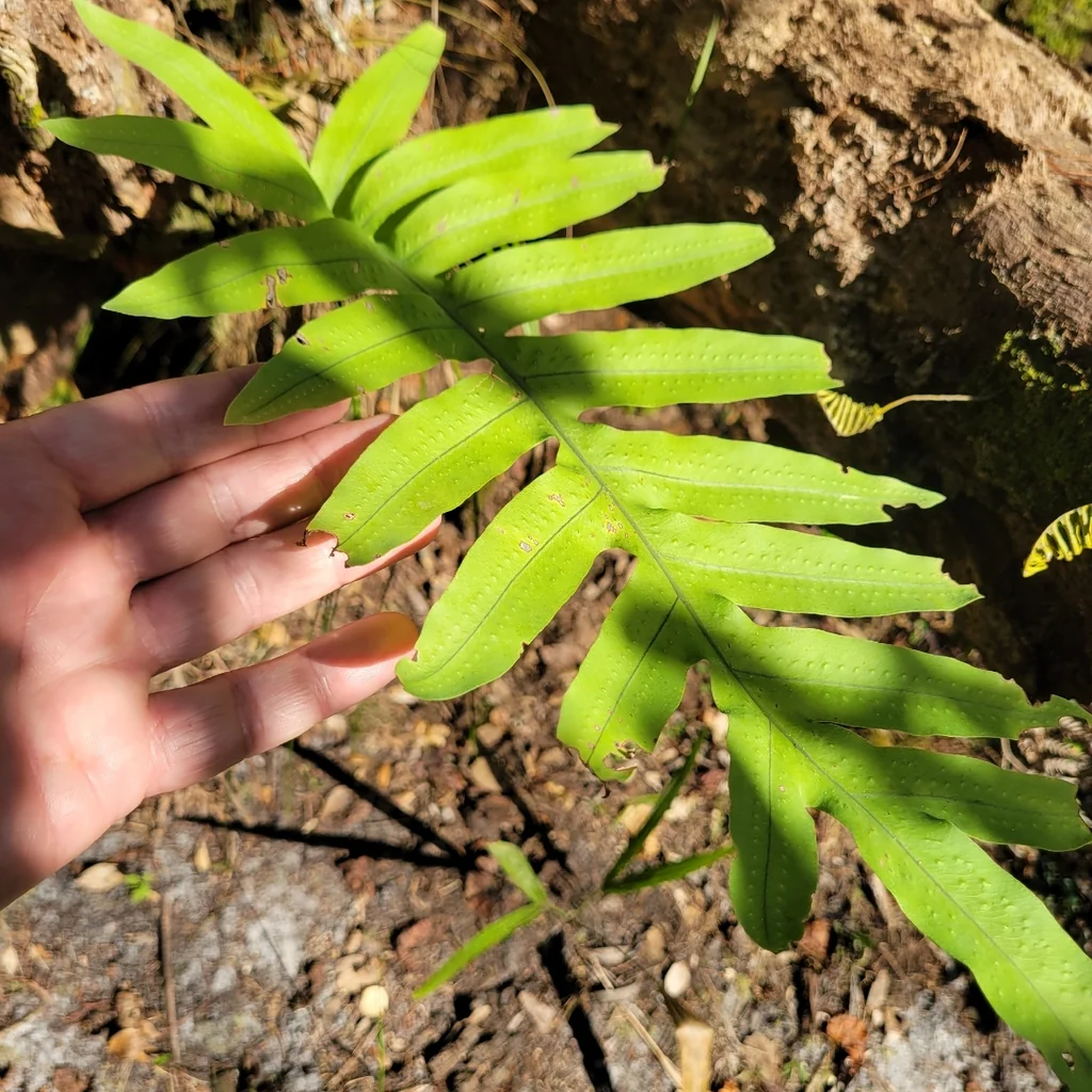 Phlebodium Aureum