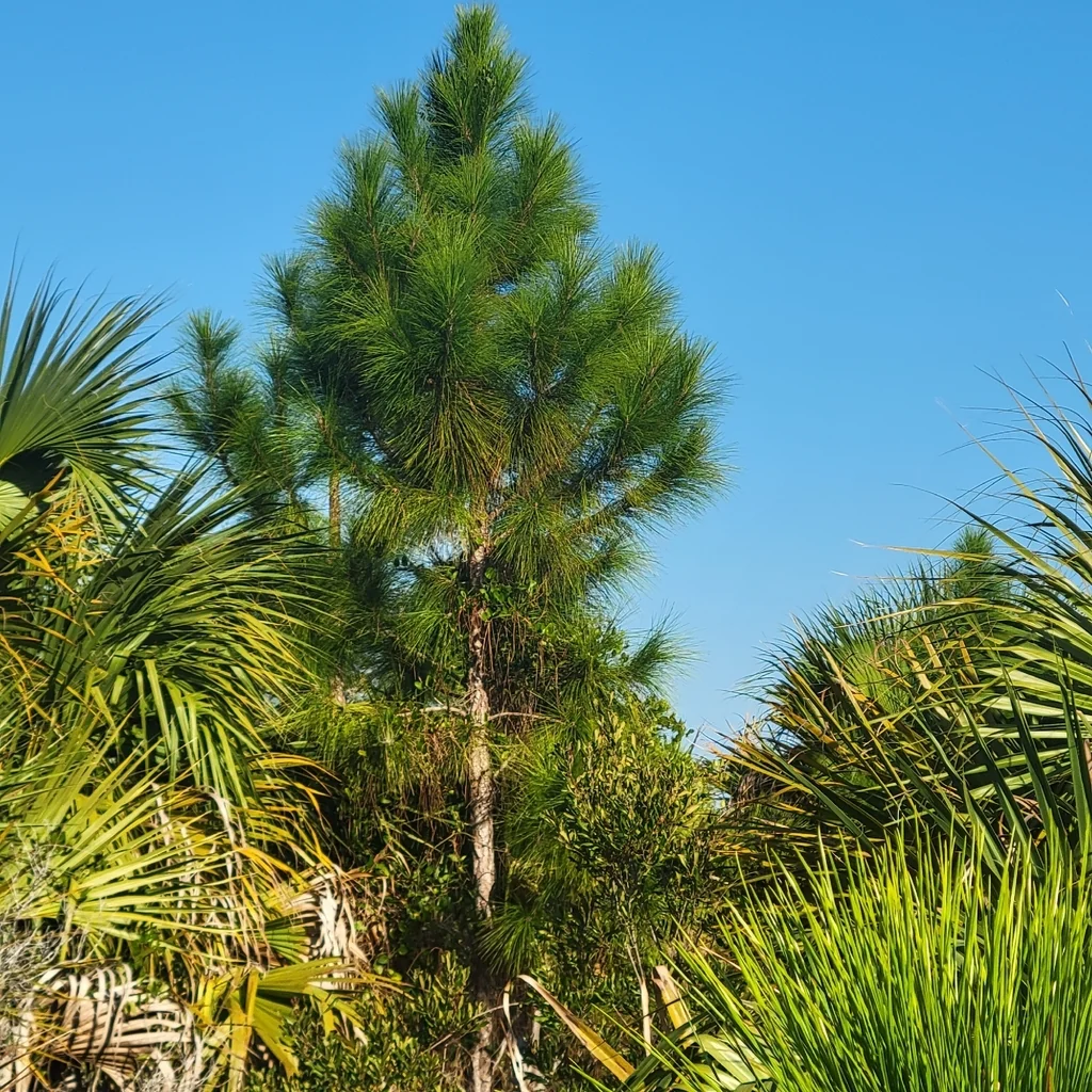 Pinus Elliotii