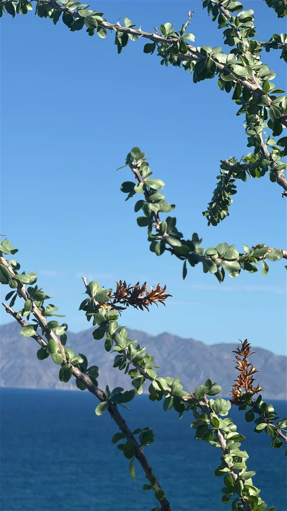 Fouquieria Diguetii