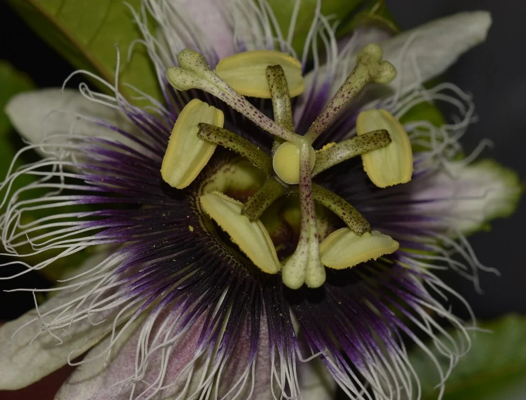 Passiflora Edulis
