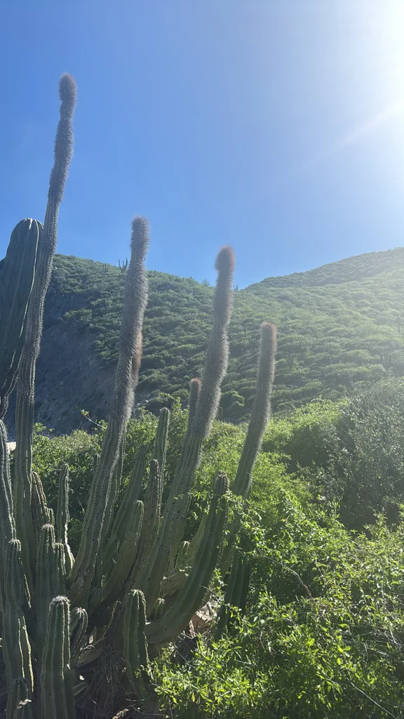 Pachycereus schottii
