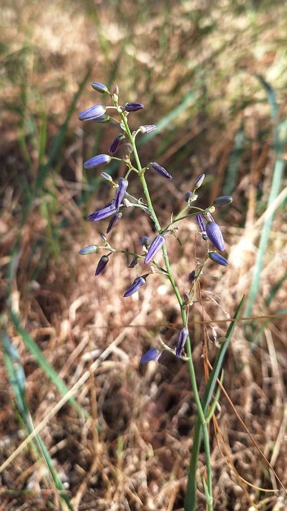 Dianella Longifolia