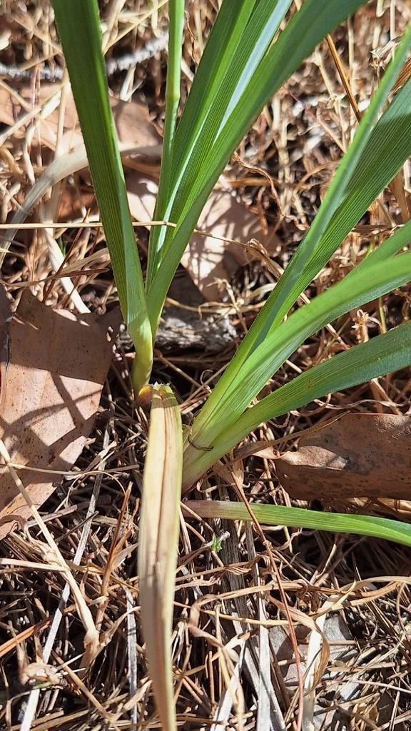 Dianella Longifolia