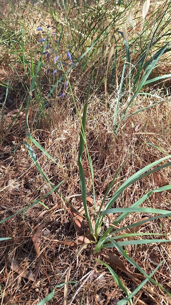 Dianella Longifolia