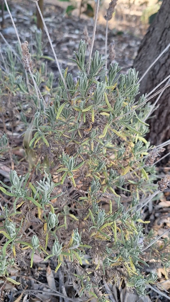 Lavandula Dentata