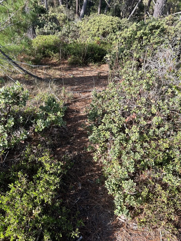 Arctostaphylos Tomentosa