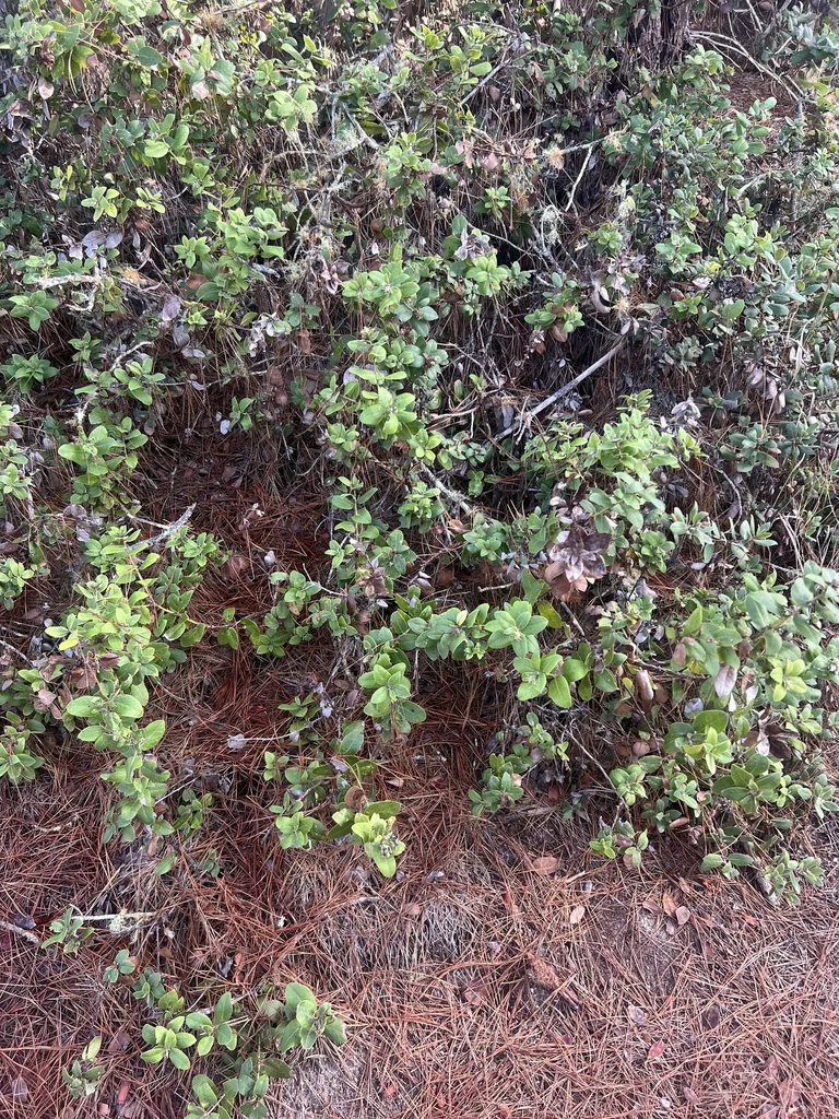 Arctostaphylos Tomentosa