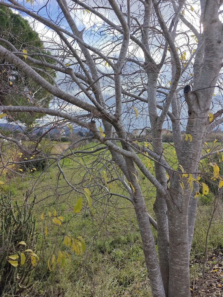 Celtis Australis