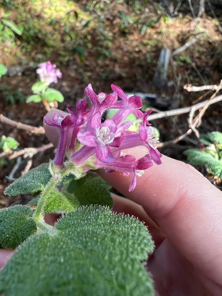 Ribes Malvaceum