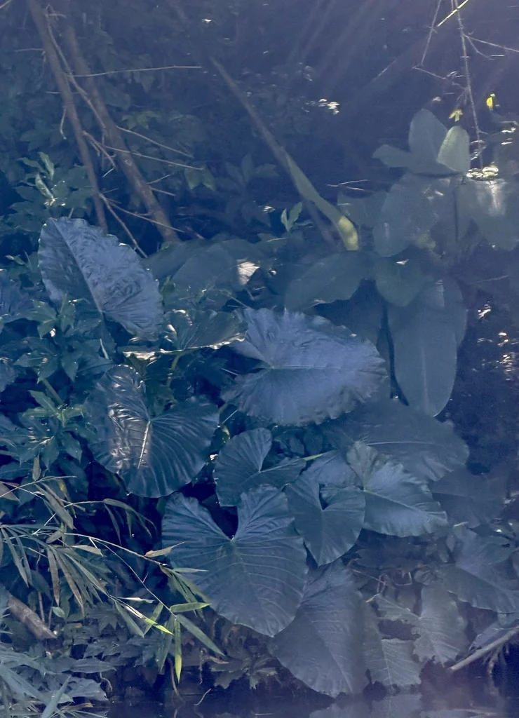 Alocasia plumbea