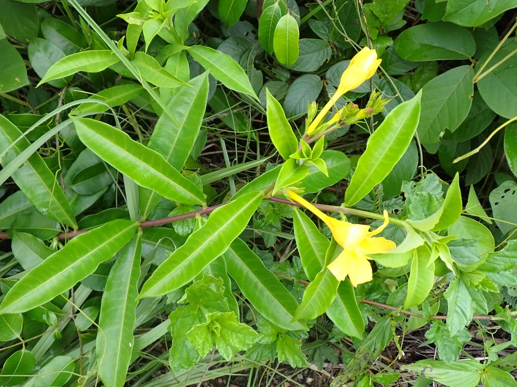 Allamanda Cathartica