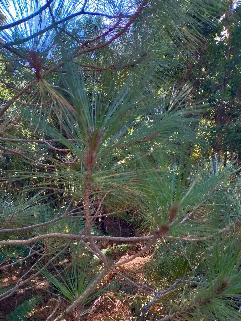 Pinus Canariensis