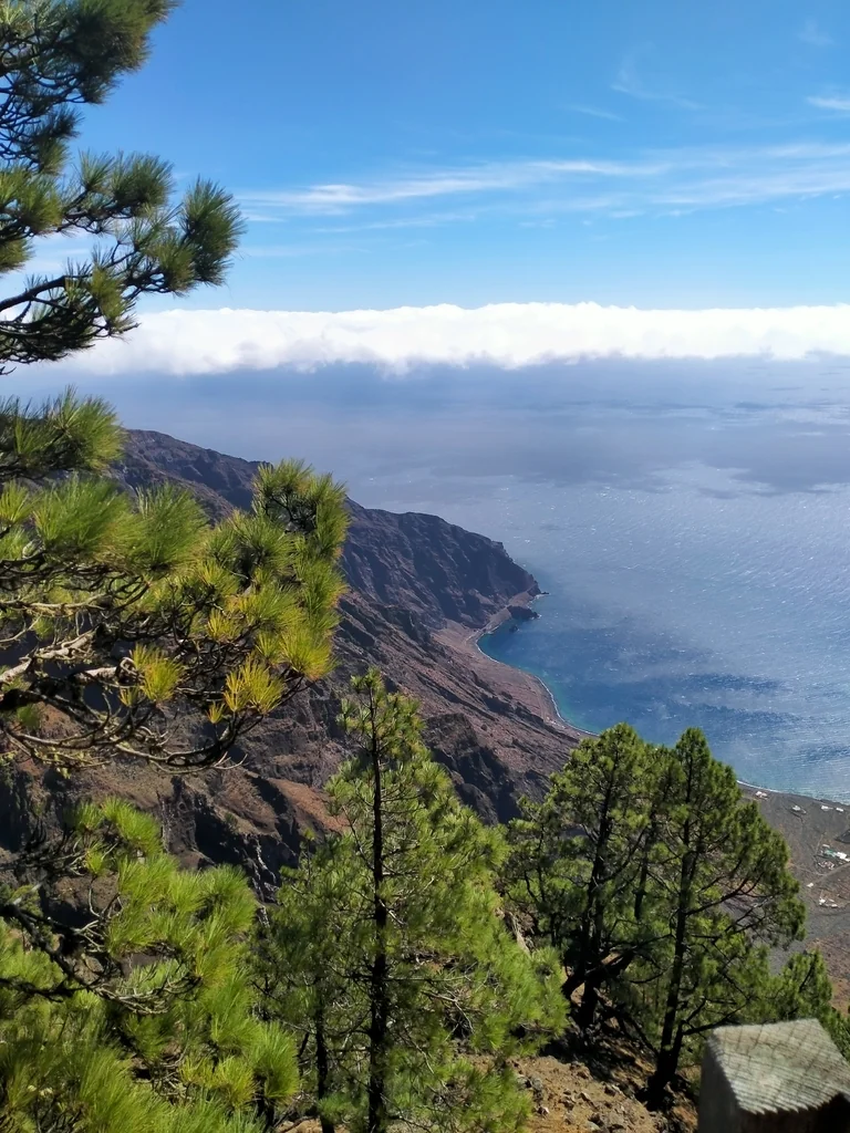 Pinus Canariensis