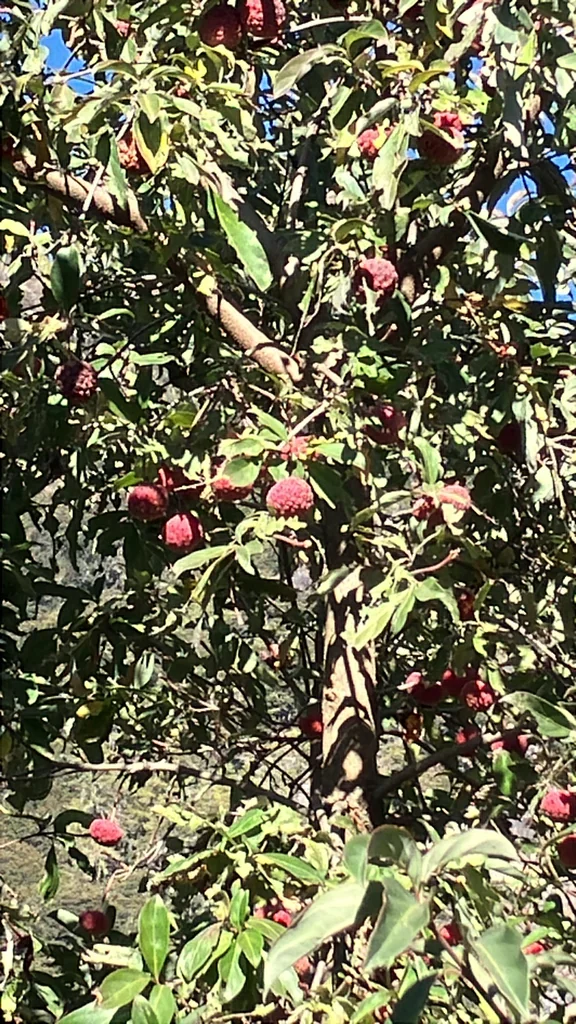 Cornus Capitata