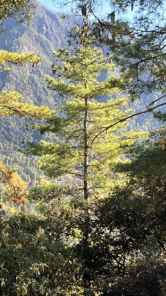 Pinus Wallichiana
