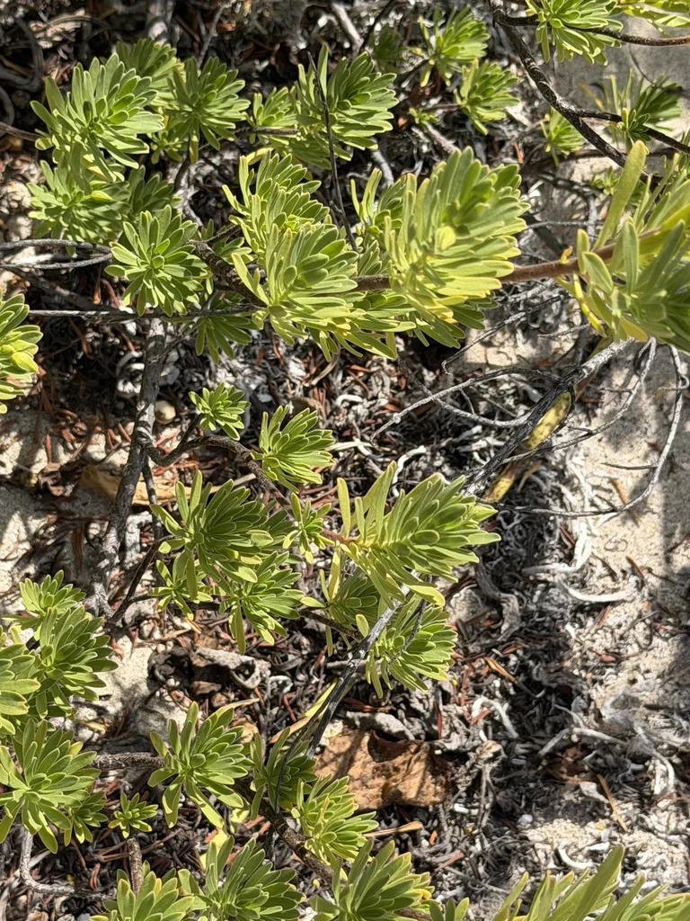 Suriana Maritima