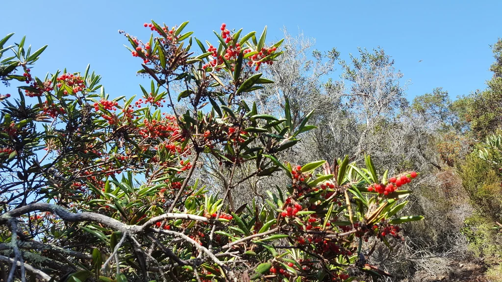 Comarostaphylis Diversifolia