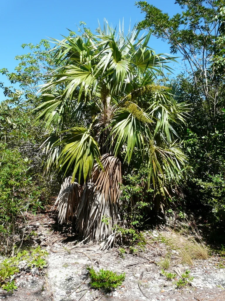Leucothrinax Morrisii