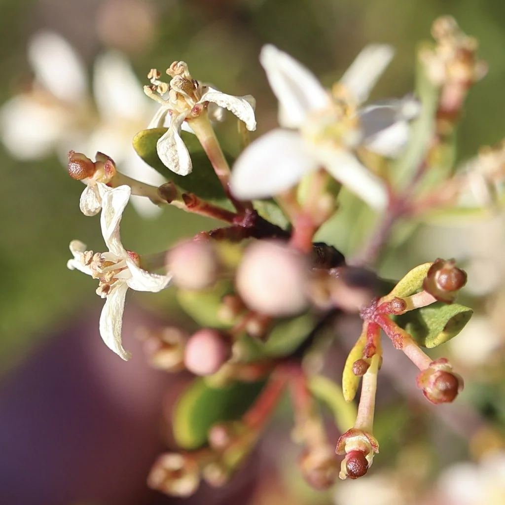 Cneoridium Dumosum