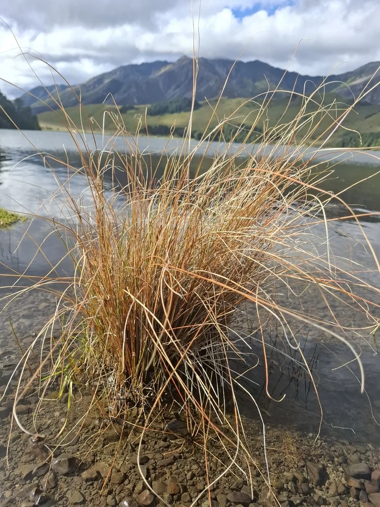 Carex Buchananii